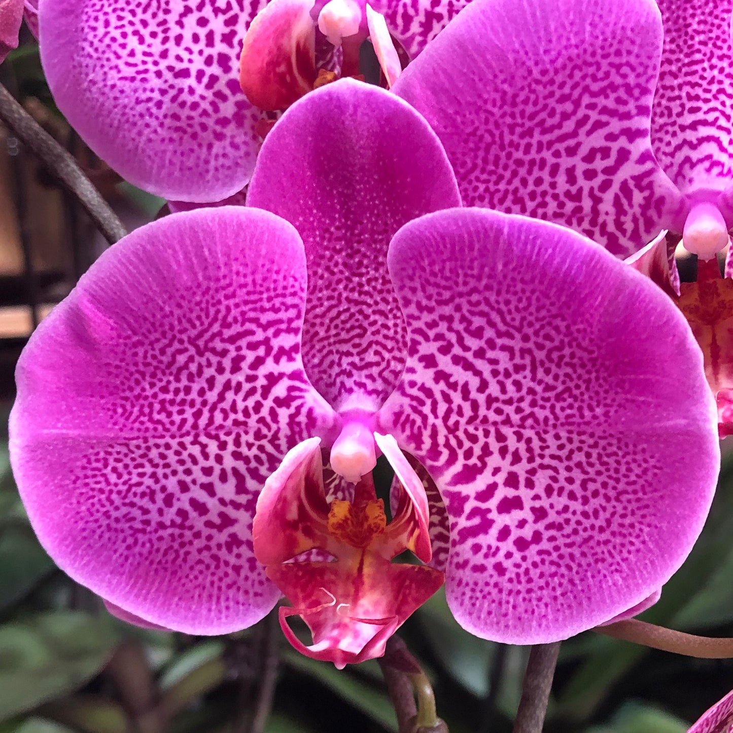 新年蝴蝶蘭 桃紅 花瓣特寫 – 台灣迷你蘭