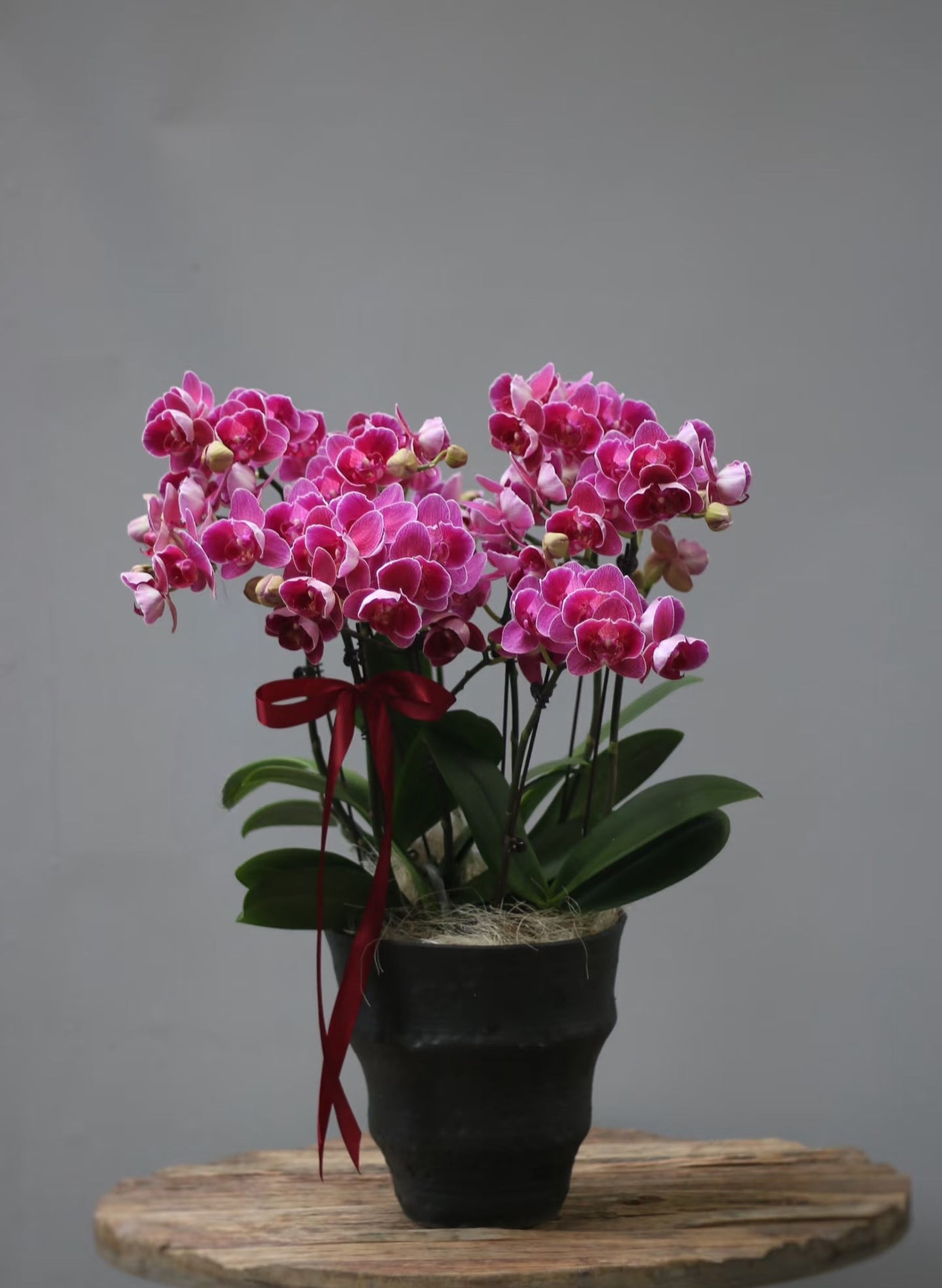 新年蝴蝶蘭 8支 桃紅 – 台灣迷你蘭花,香港賀年送禮首選