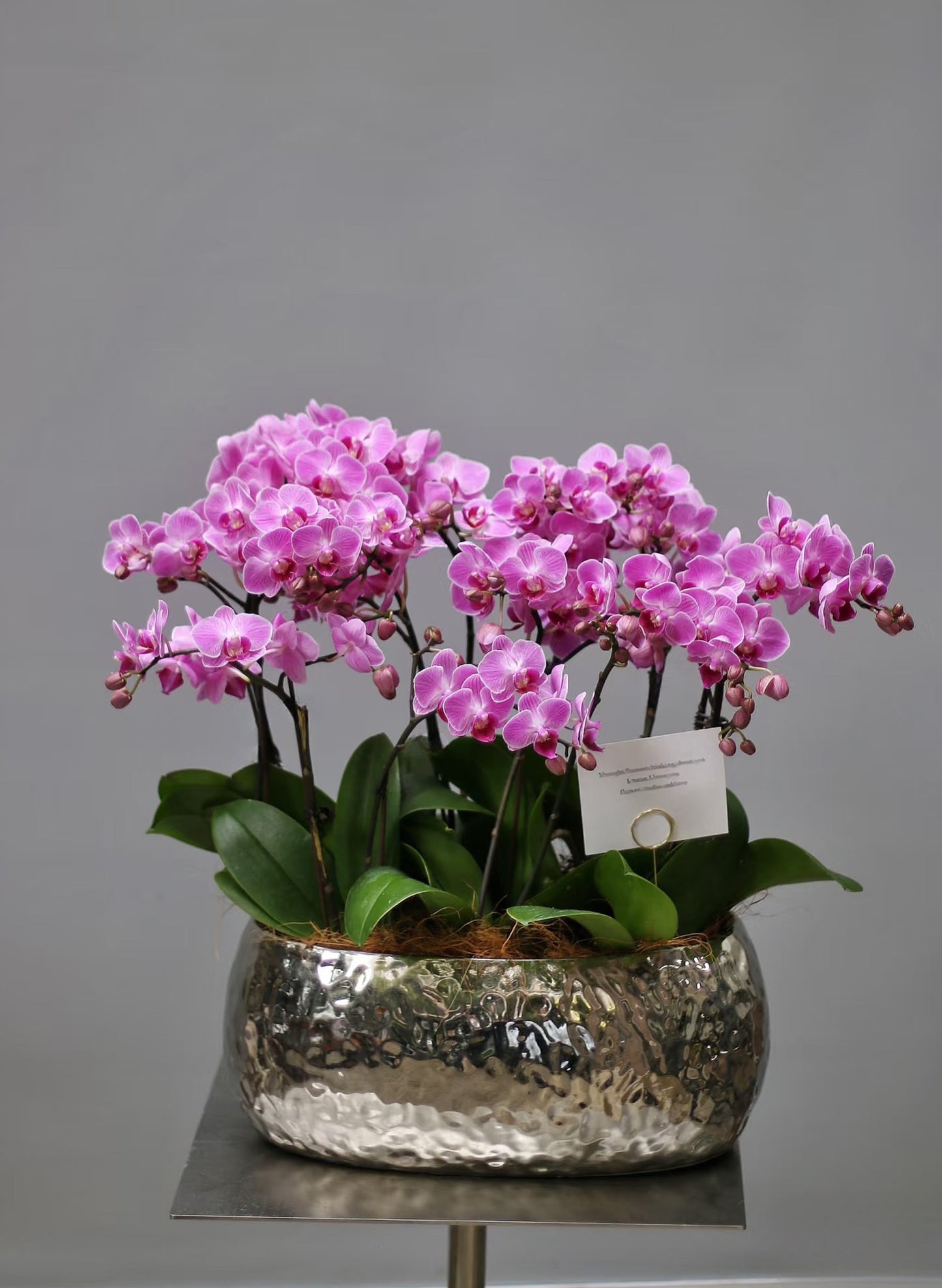 新年蝴蝶蘭 12支 桃粉盆栽 – 台灣產,香港新年送禮好選擇