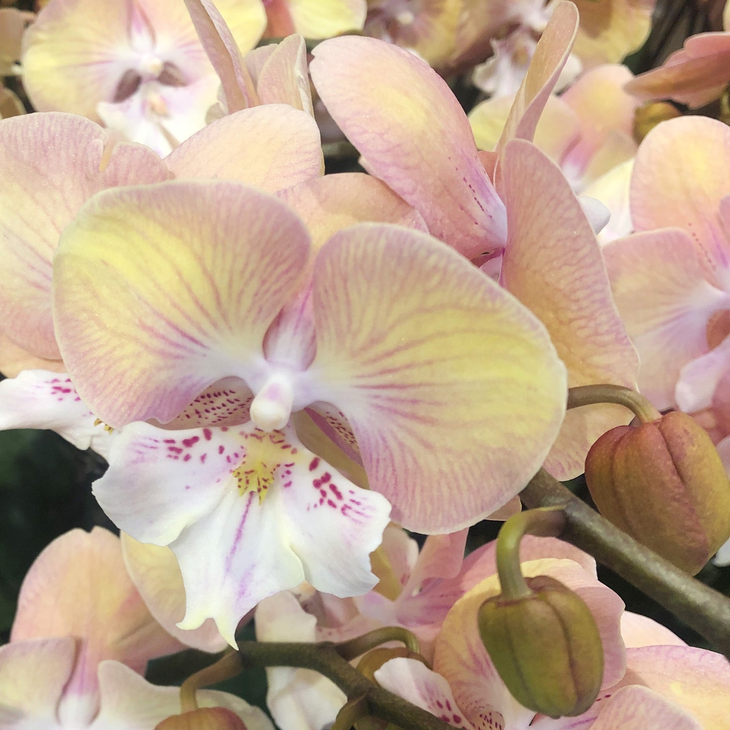 新年蝴蝶蘭 粉彩色 花瓣特寫