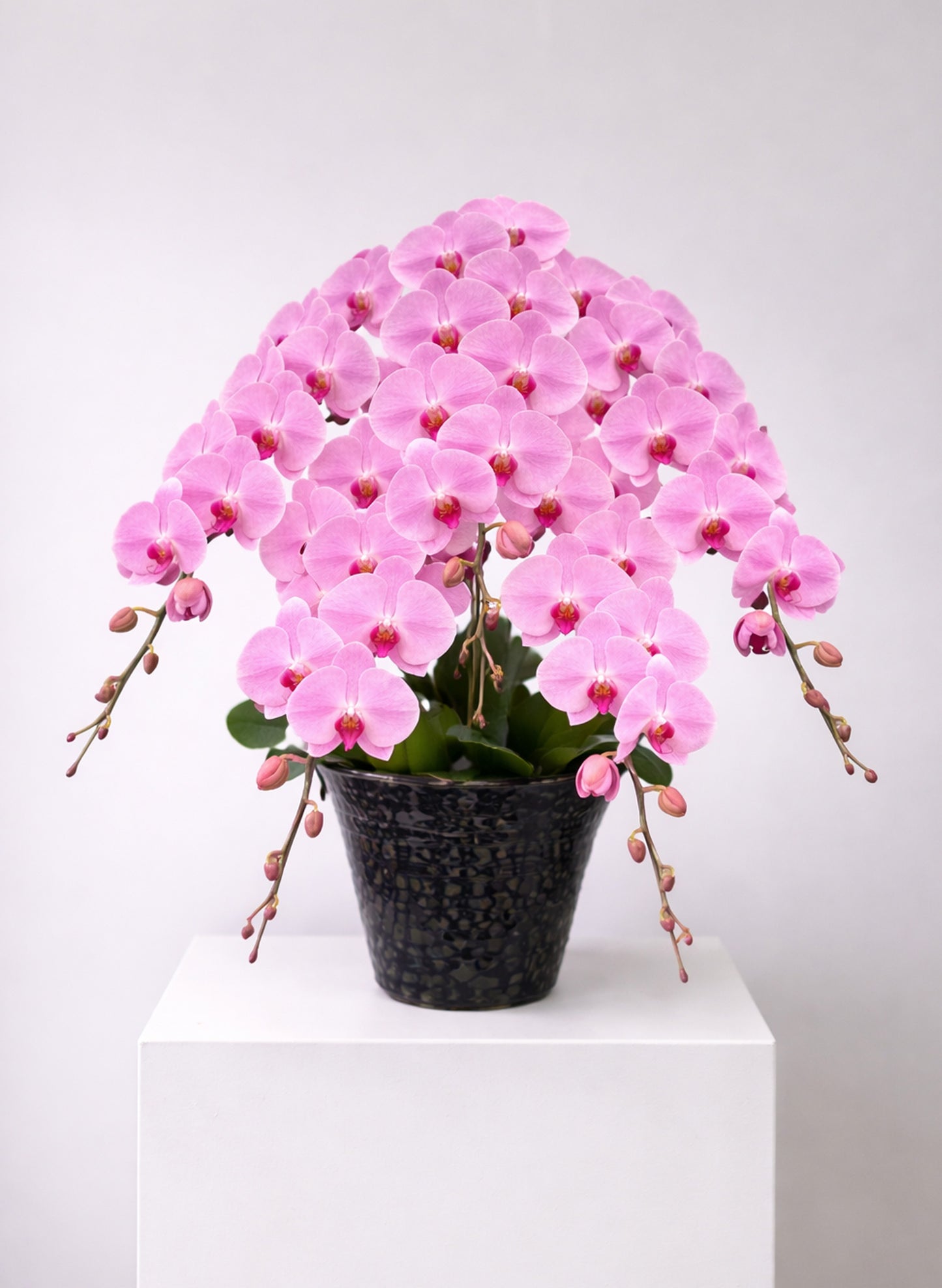 新年蝴蝶蘭 5支 桃粉色 ‑ 日本中輪五茎蘭盆栽,香港賀年送禮