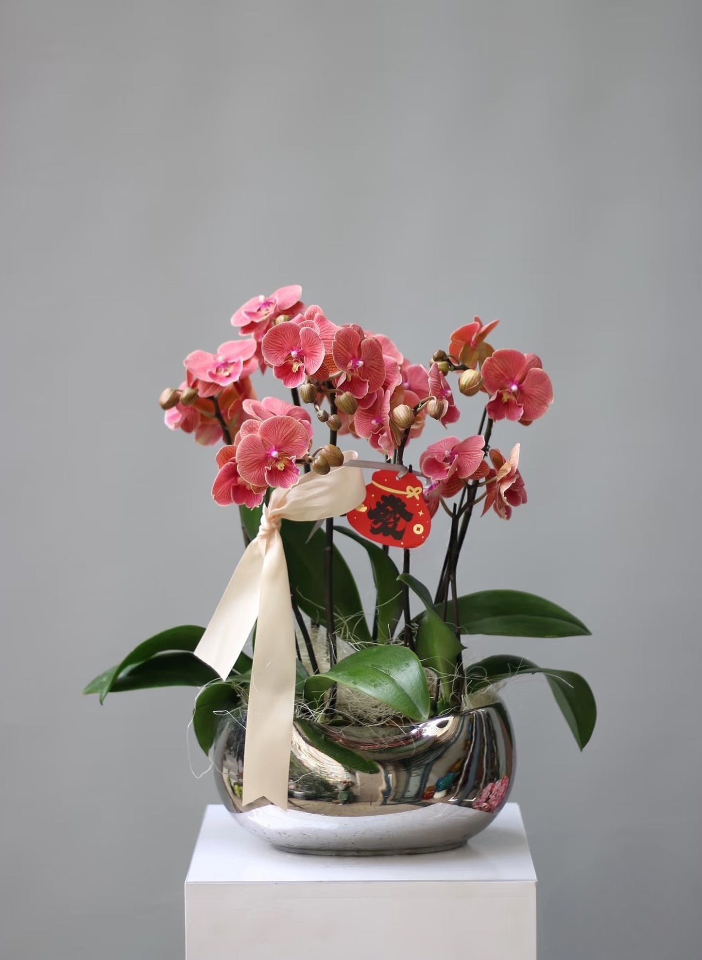 新年蝴蝶蘭 6支 紅木色盆栽 – 台灣產賀年花禮,香港送禮首選