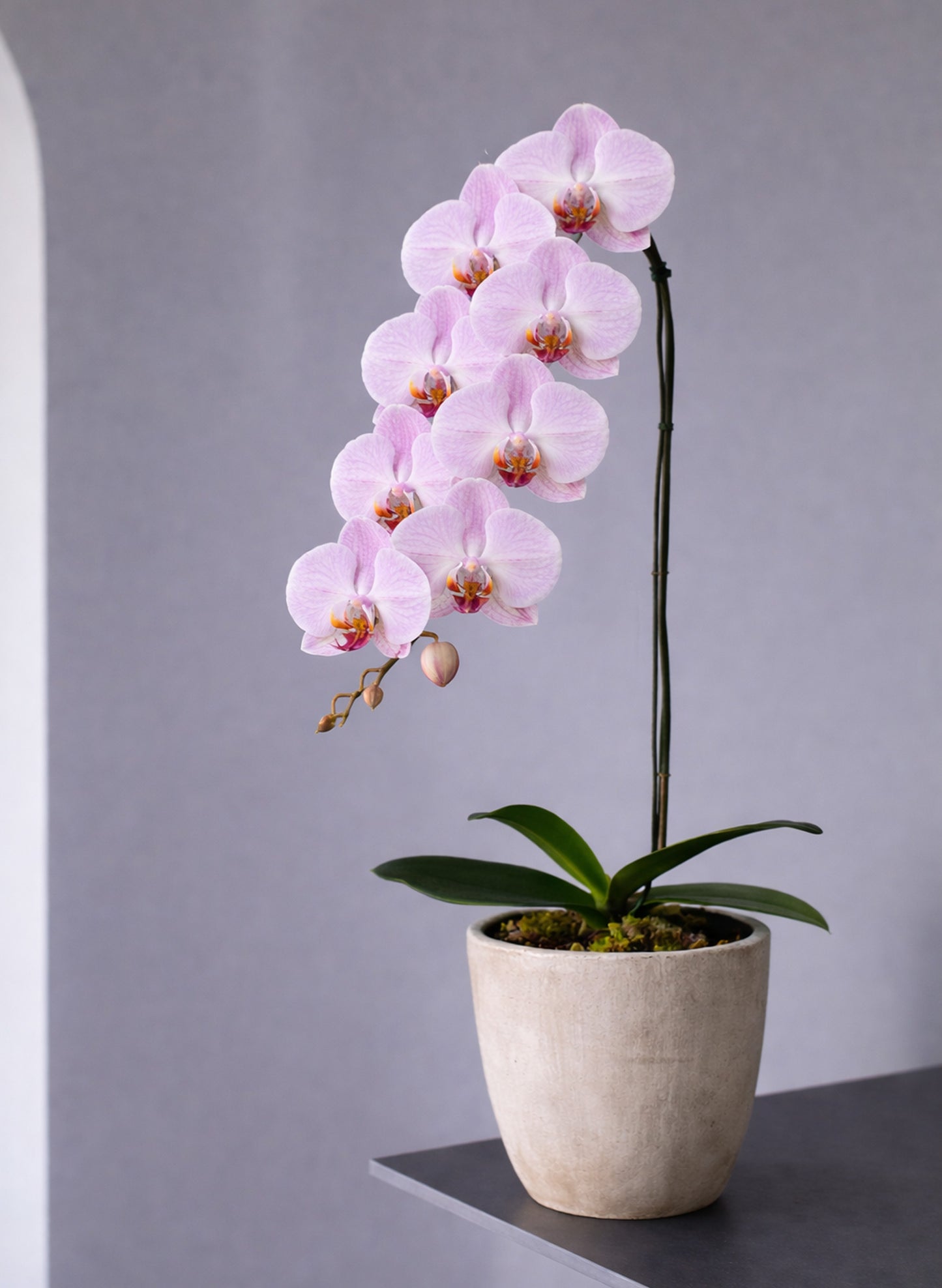 新年蝴蝶蘭 1支 櫻粉色 ‑ 日本中輪蘭花盆栽,香港賀年送禮