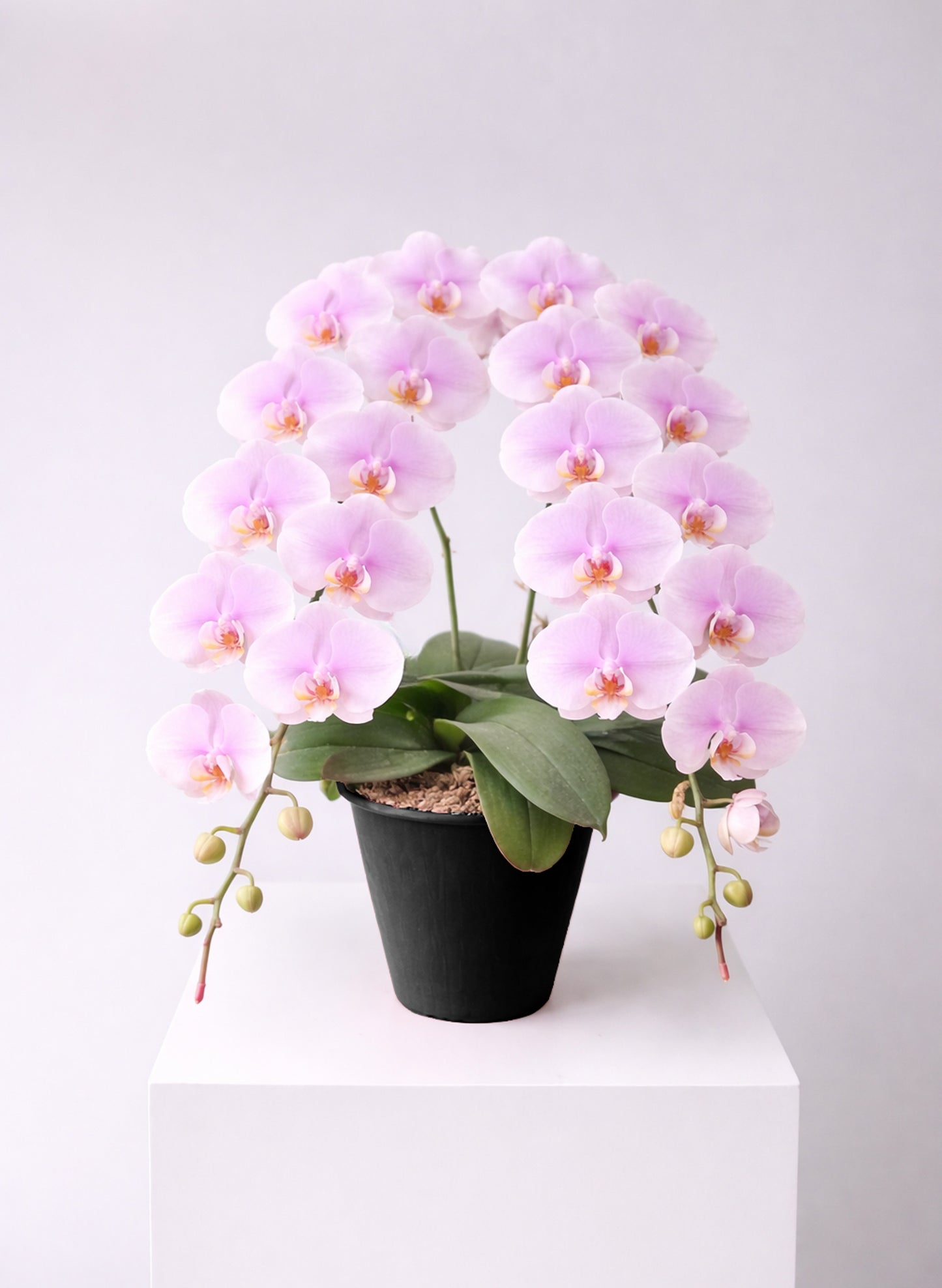 新年蝴蝶蘭 2支 淺粉色 ‑ 日本中輪雙茎蘭盆栽,香港賀年好選擇