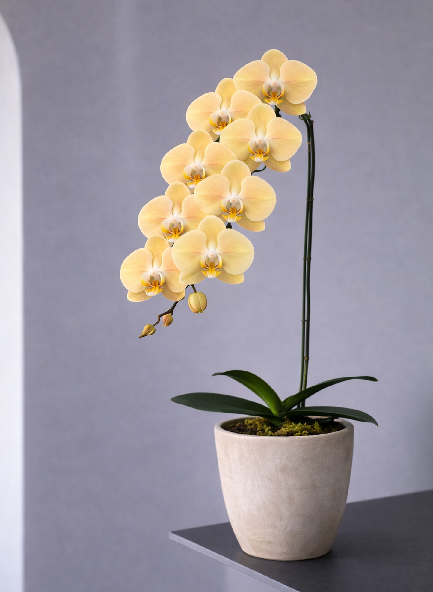 新年蝴蝶蘭 1支 暖黃色 ‑ 日本中輪蘭花盆栽,香港賀年裝飾