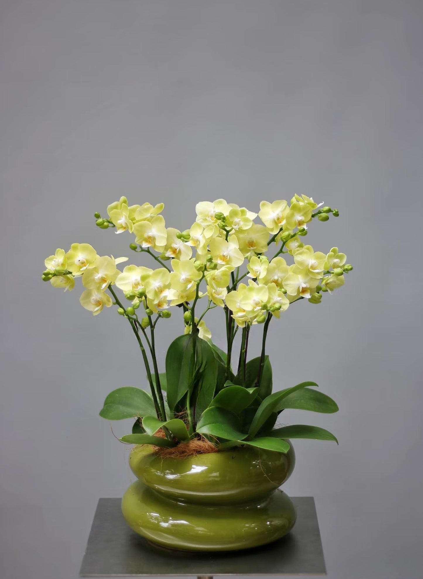新年蝴蝶蘭 8支 淺黃色盆栽 – 台灣迷你蘭花,賀年送禮首選