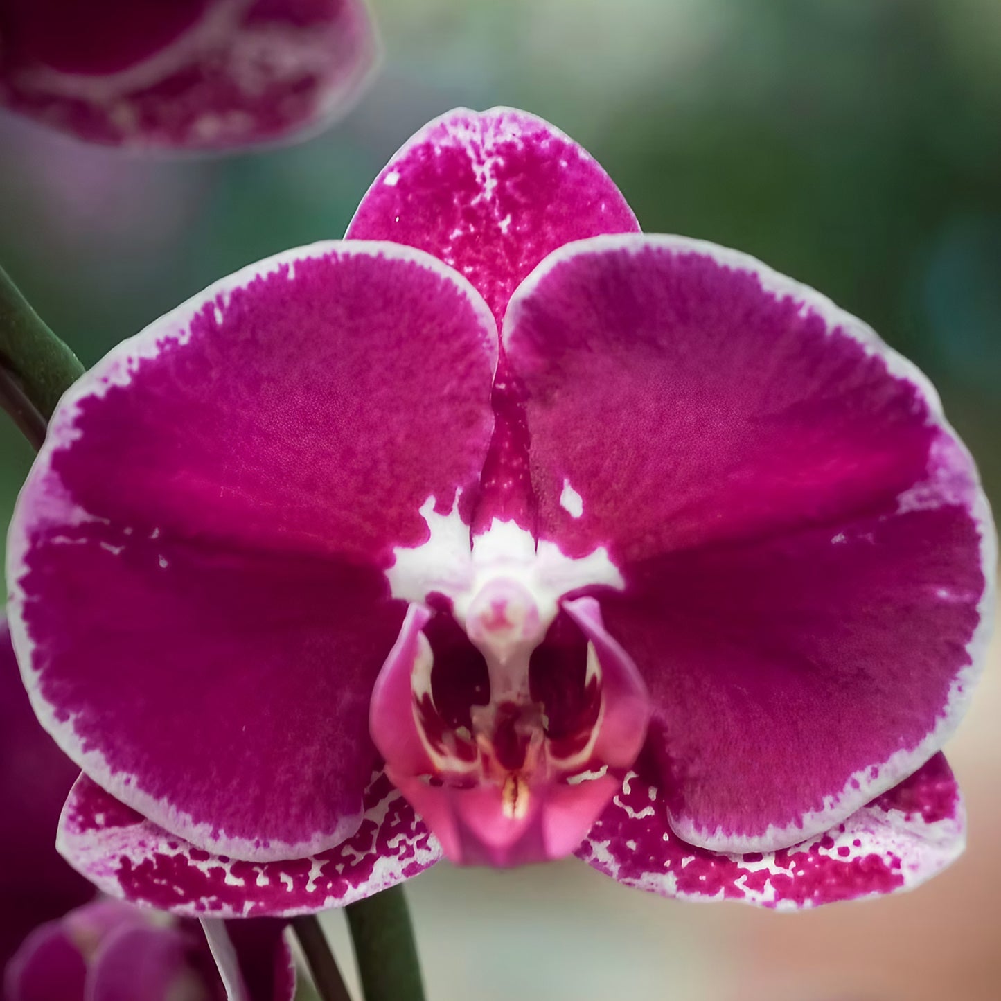 新年蝴蝶蘭 酒紅 花瓣特寫 