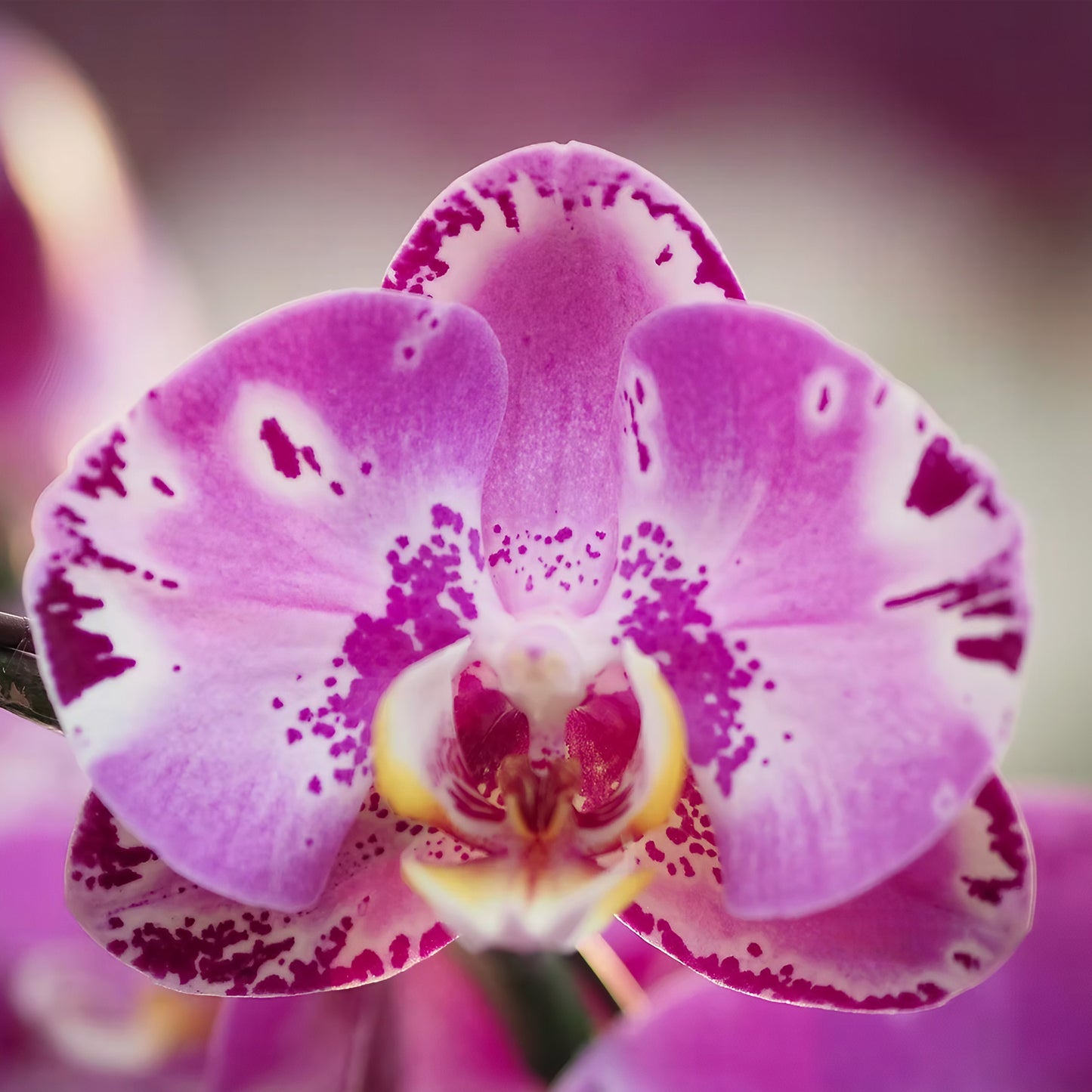 新年蝴蝶蘭 粉紅 花瓣特寫 