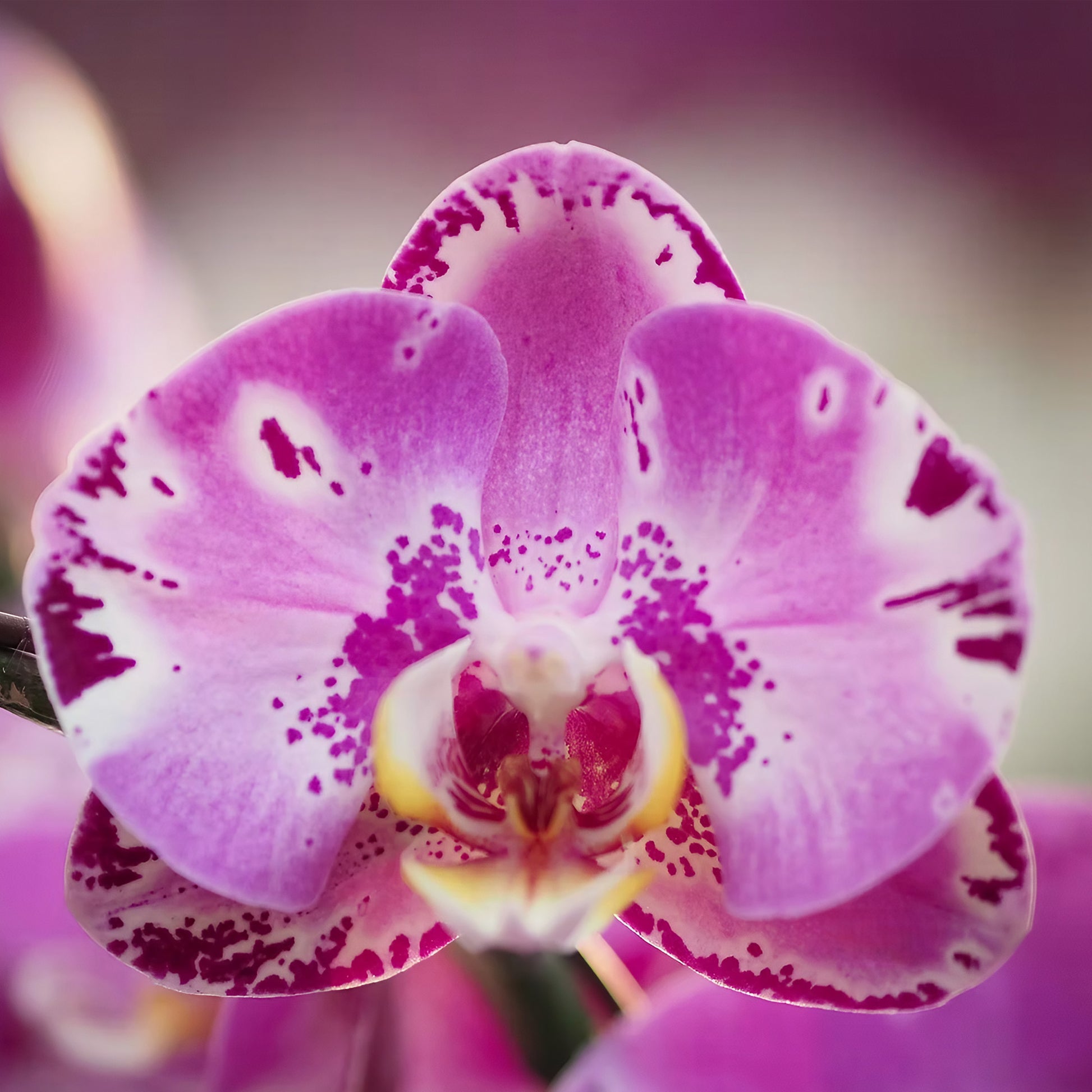 新年蝴蝶蘭 粉紅 花瓣特寫 