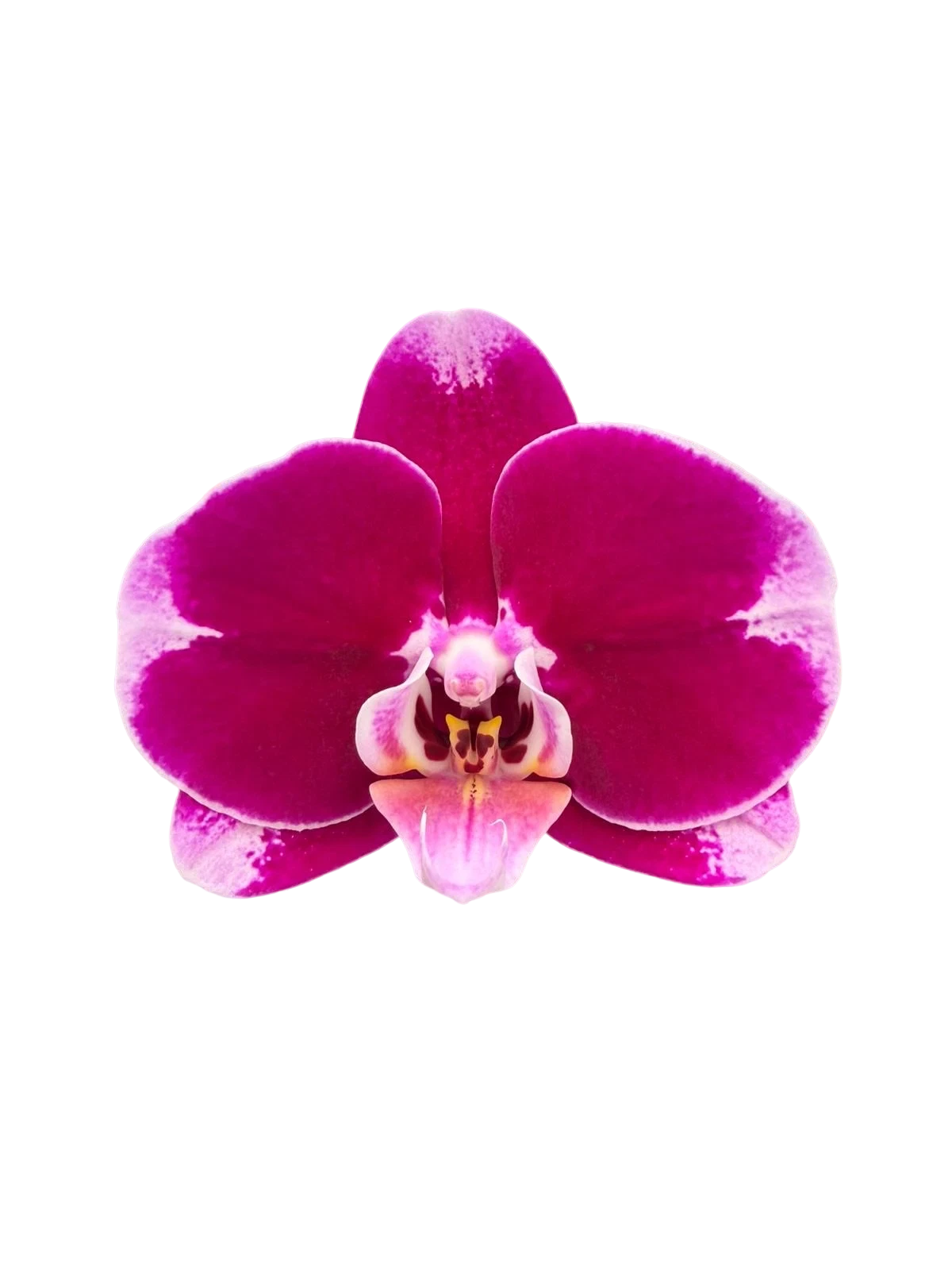 日本蝴蝶蘭-中輪-紫紅色兩菖 Japanese Moth Orchid - Deep Red 2 Stems