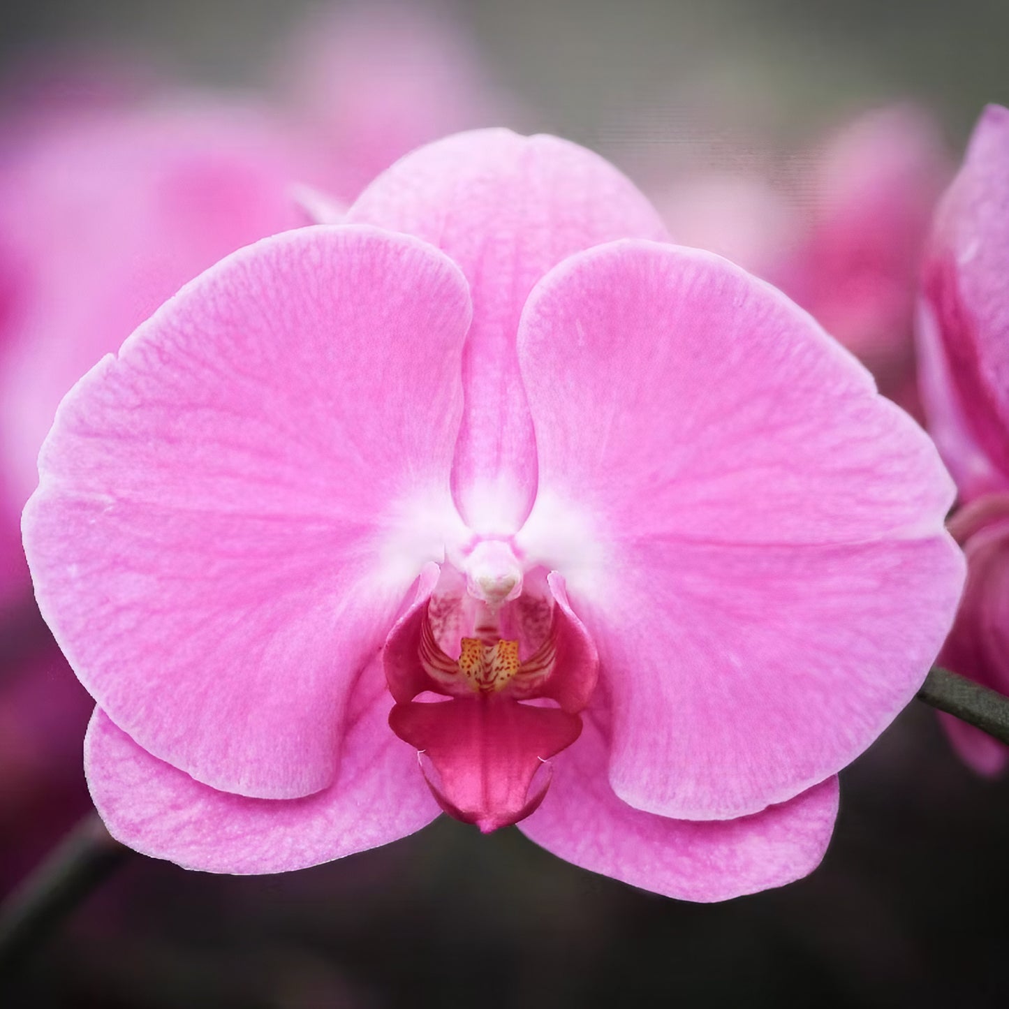新年蝴蝶蘭 粉紅 花瓣特寫 