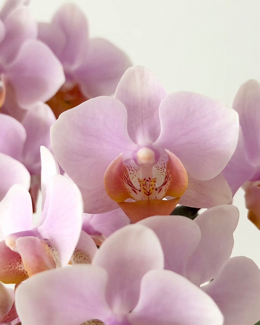 新年蝴蝶蘭 橙粉 花瓣特寫 – 台灣產