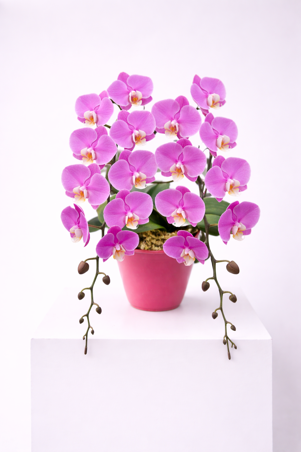 日本蝴蝶蘭-中輪-淺粉色兩菖 Japanese Moth Orchid - Soft Pink 2 Stems