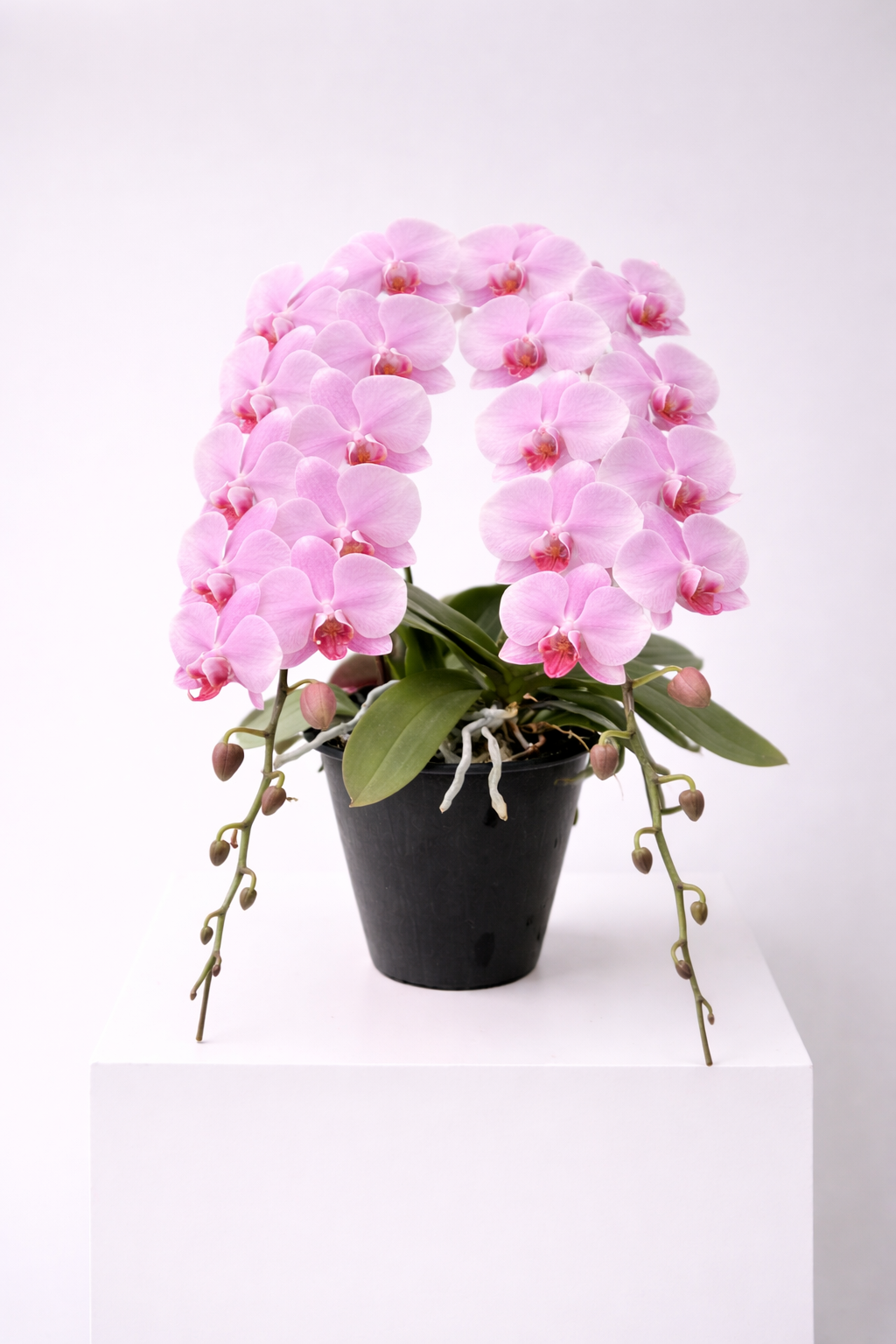 日本蝴蝶蘭-中輪-淺粉色兩菖 Japanese Moth Orchid - Soft Pink 2 Stems