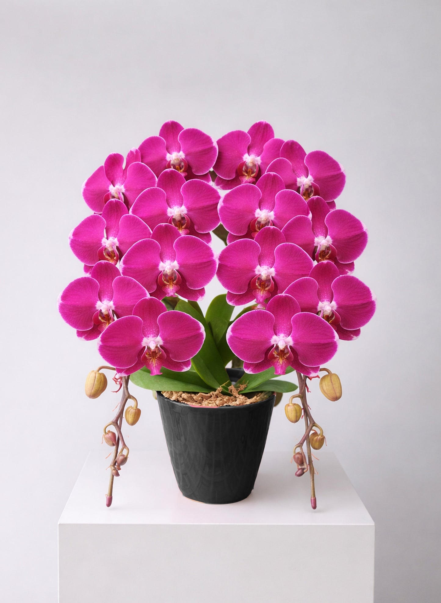 新年蝴蝶蘭 2支 紫紅色 ‑ 日本中輪雙茎蘭盆栽，香港賀年送禮