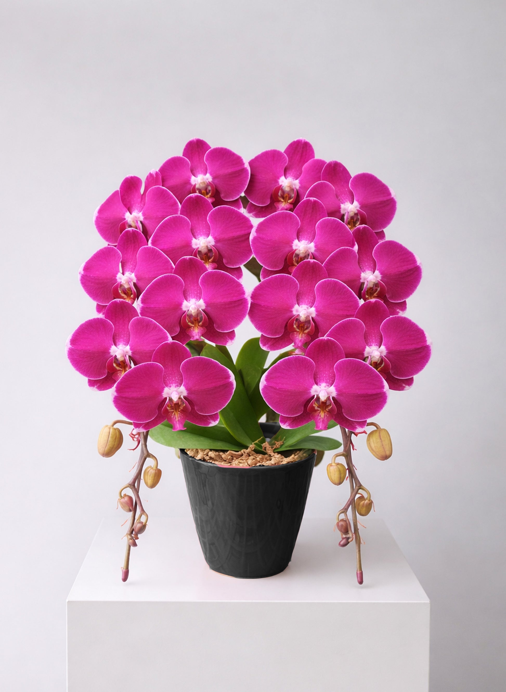 新年蝴蝶蘭 2支 紫紅色 ‑ 日本中輪雙茎蘭盆栽，香港賀年送禮