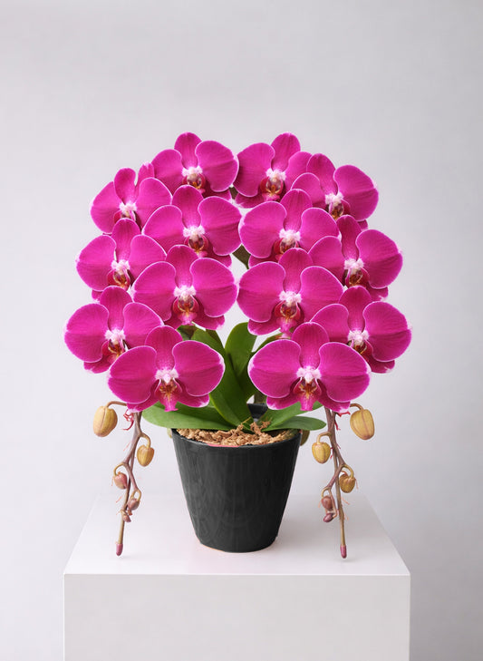 新年蝴蝶蘭 2支 紫紅色 ‑ 日本中輪雙茎蘭盆栽，香港賀年送禮