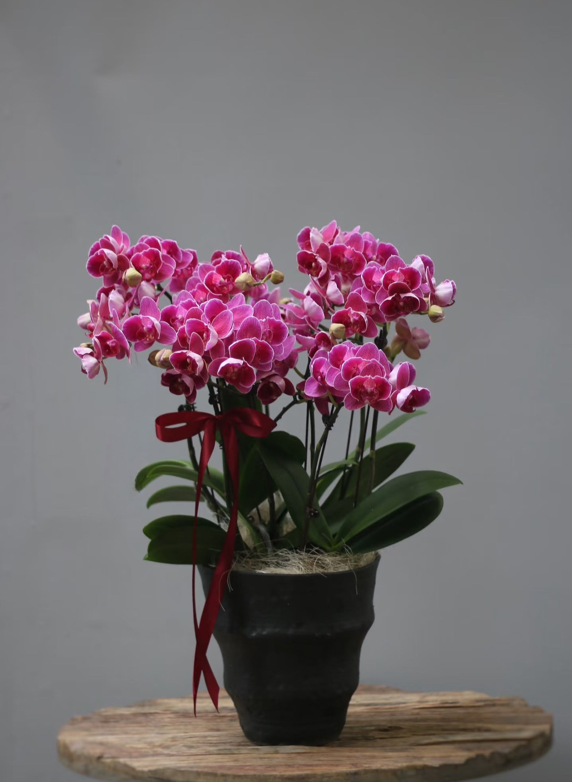 新年蝴蝶蘭 8支 桃紅 – 台灣迷你蘭花，香港賀年送禮首選