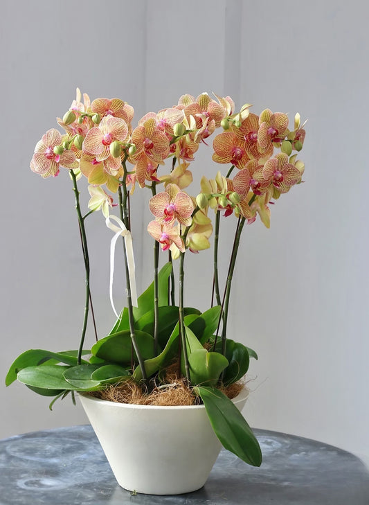 新年蝴蝶蘭 8支 橙黃色盆栽 – 台灣產，賀年送禮好選擇