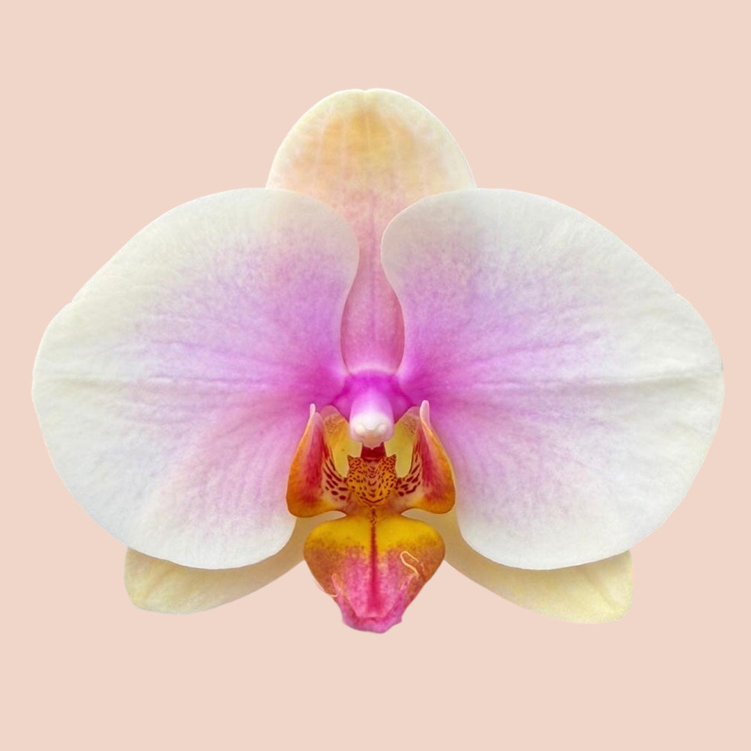 日本蝴蝶蘭-中輪-櫻粉色 Japanese Moth Orchid - Blush Pink