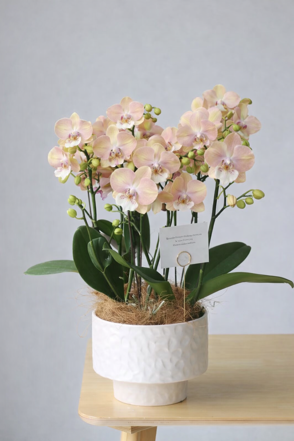 新年蝴蝶蘭 6支 粉彩色盆栽 – 台灣迷你蘭花，辦公室或家居賀年擺設