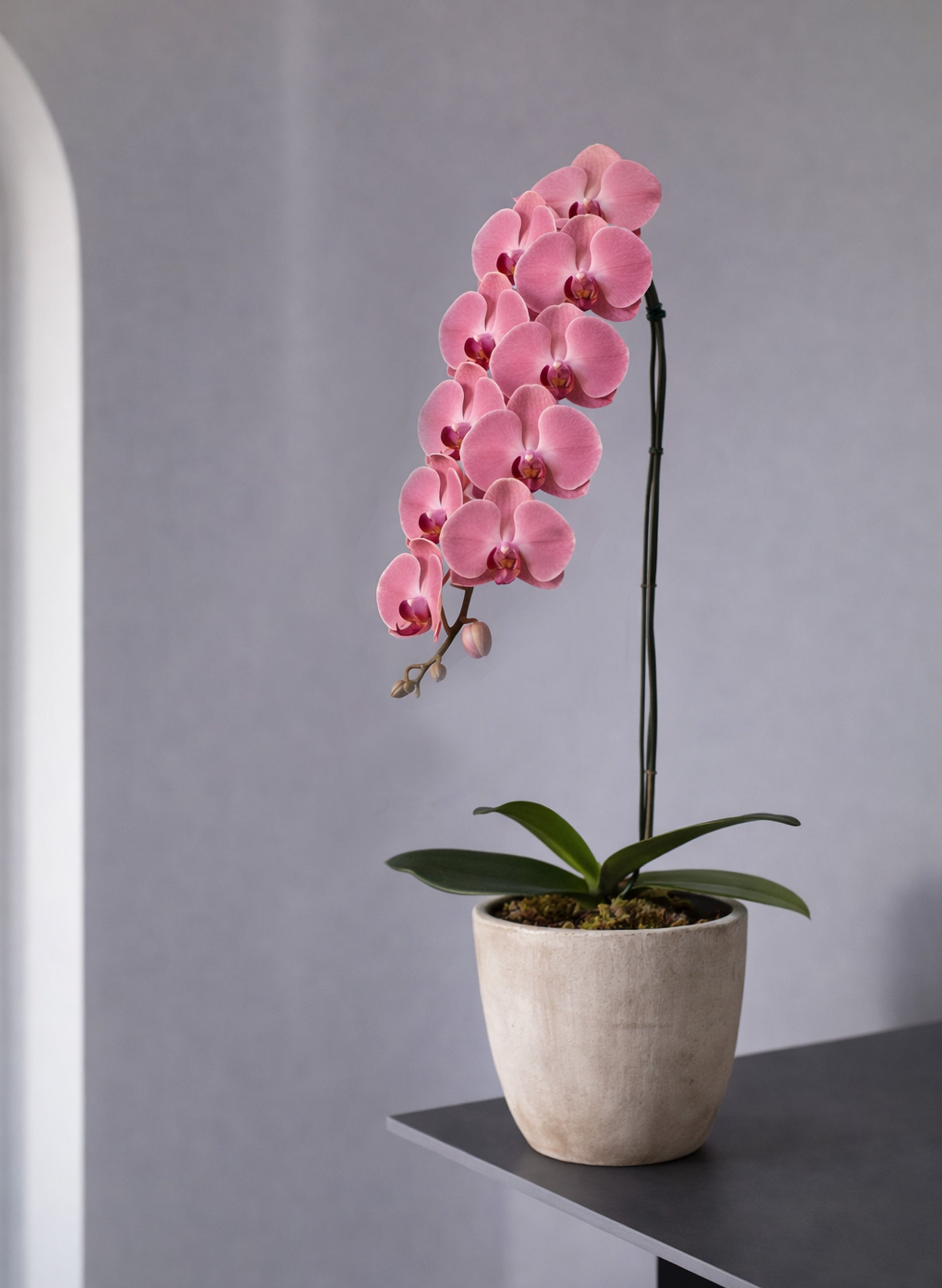 新年蝴蝶蘭 1支 玫紅色 ‑ 日本中輪蘭花盆栽，香港賀年送禮好選擇