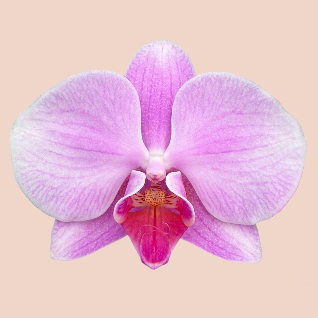 日本蝴蝶蘭-中輪-淺粉色兩菖 Japanese Moth Orchid - Soft Pink 2 Stems