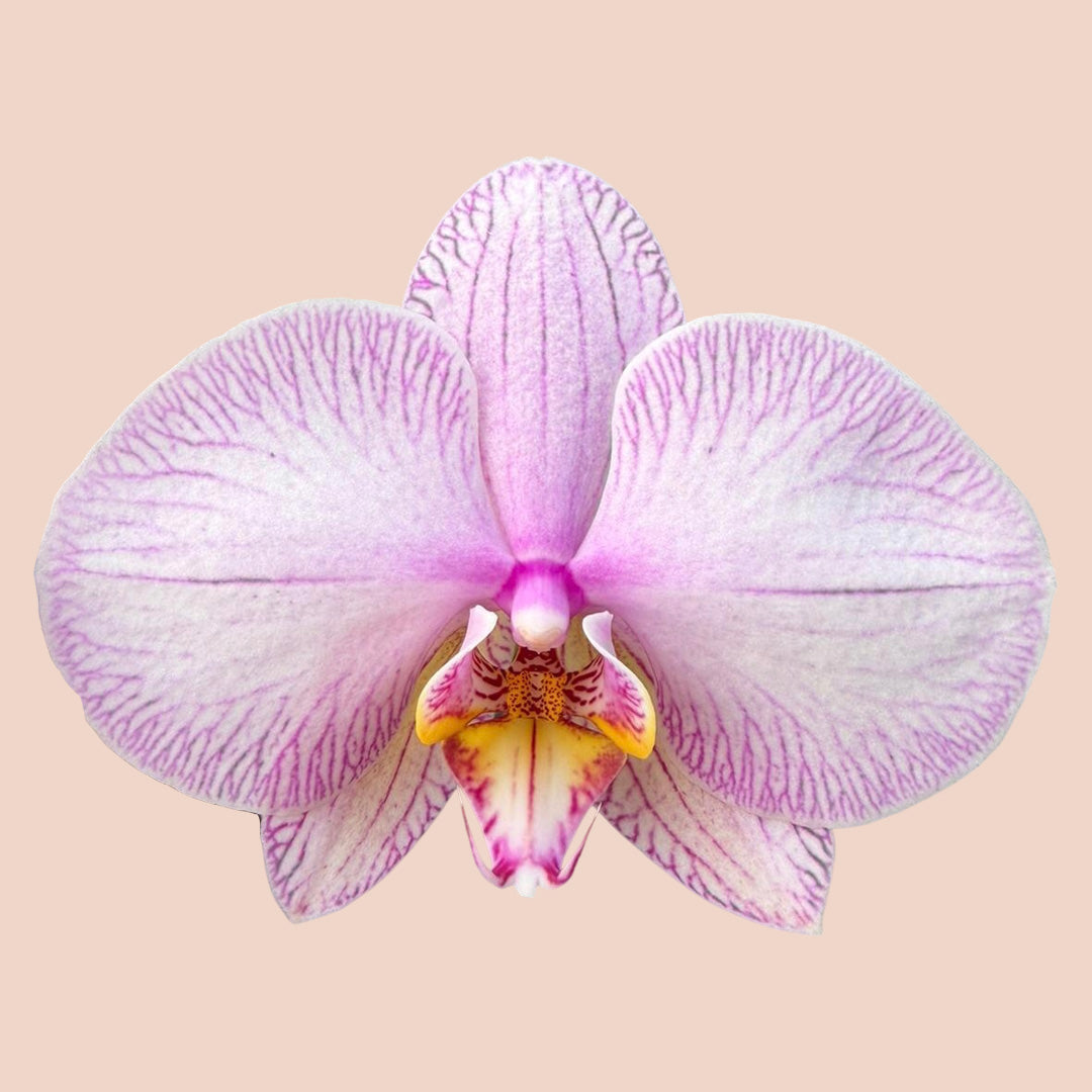 日本蝴蝶蘭-中輪-雪粉色三菖 Japanese Moth Orchid - Snow Pink 3 Stems