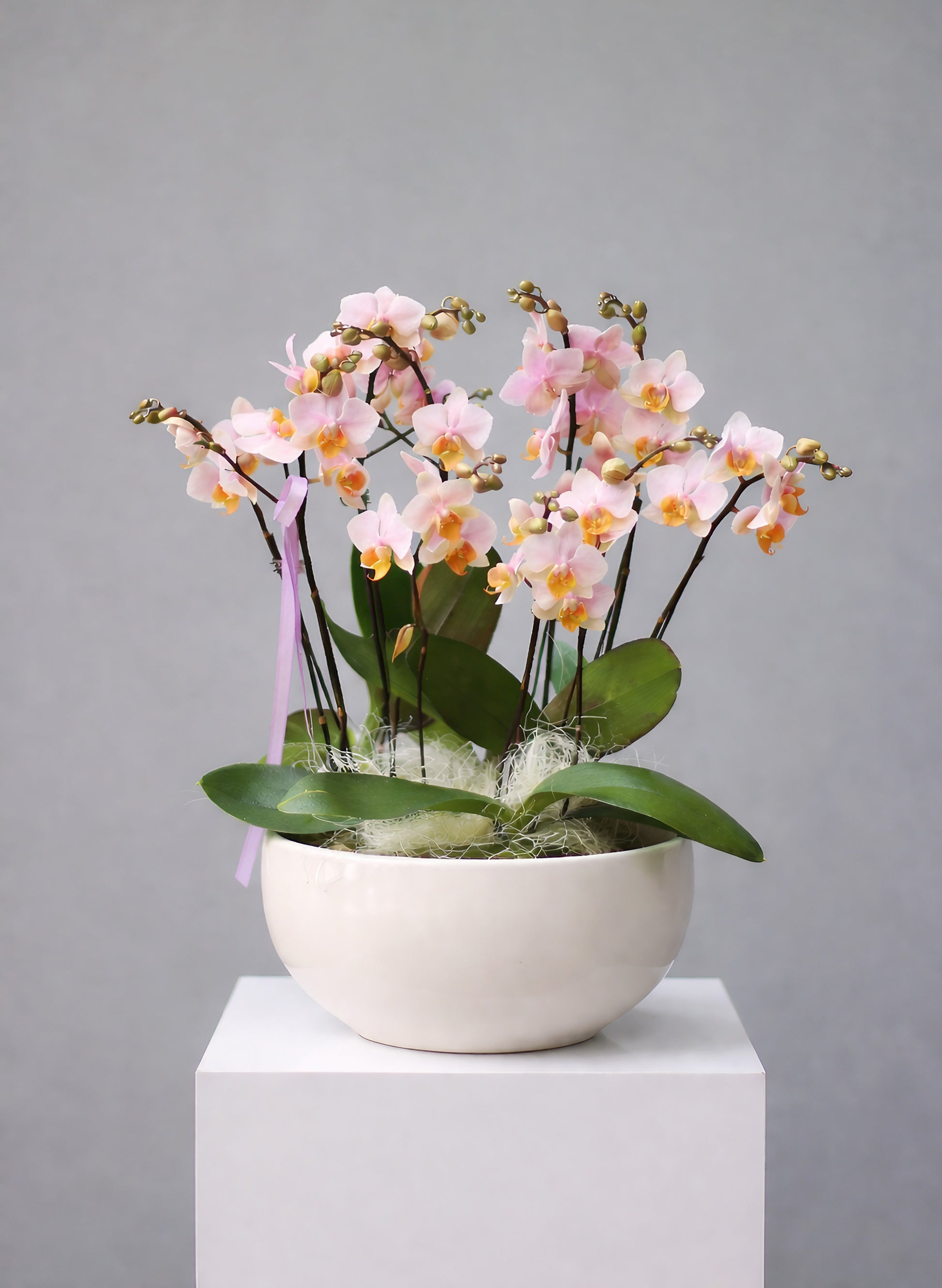 新年蝴蝶蘭 8支 粉橙盆栽 – 台灣產，辦公室或家居擺設皆宜