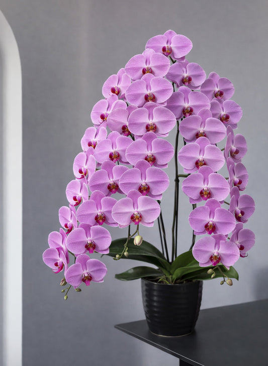 新年蝴蝶蘭 3支 桃粉色大花 ‑ 日本賀年蘭花盆栽，香港送禮