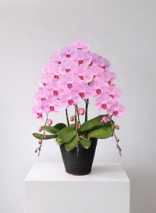 日本蝴蝶蘭-大花-桃粉色三菖 Japanese Moth Orchid -  Pink 3 Stems