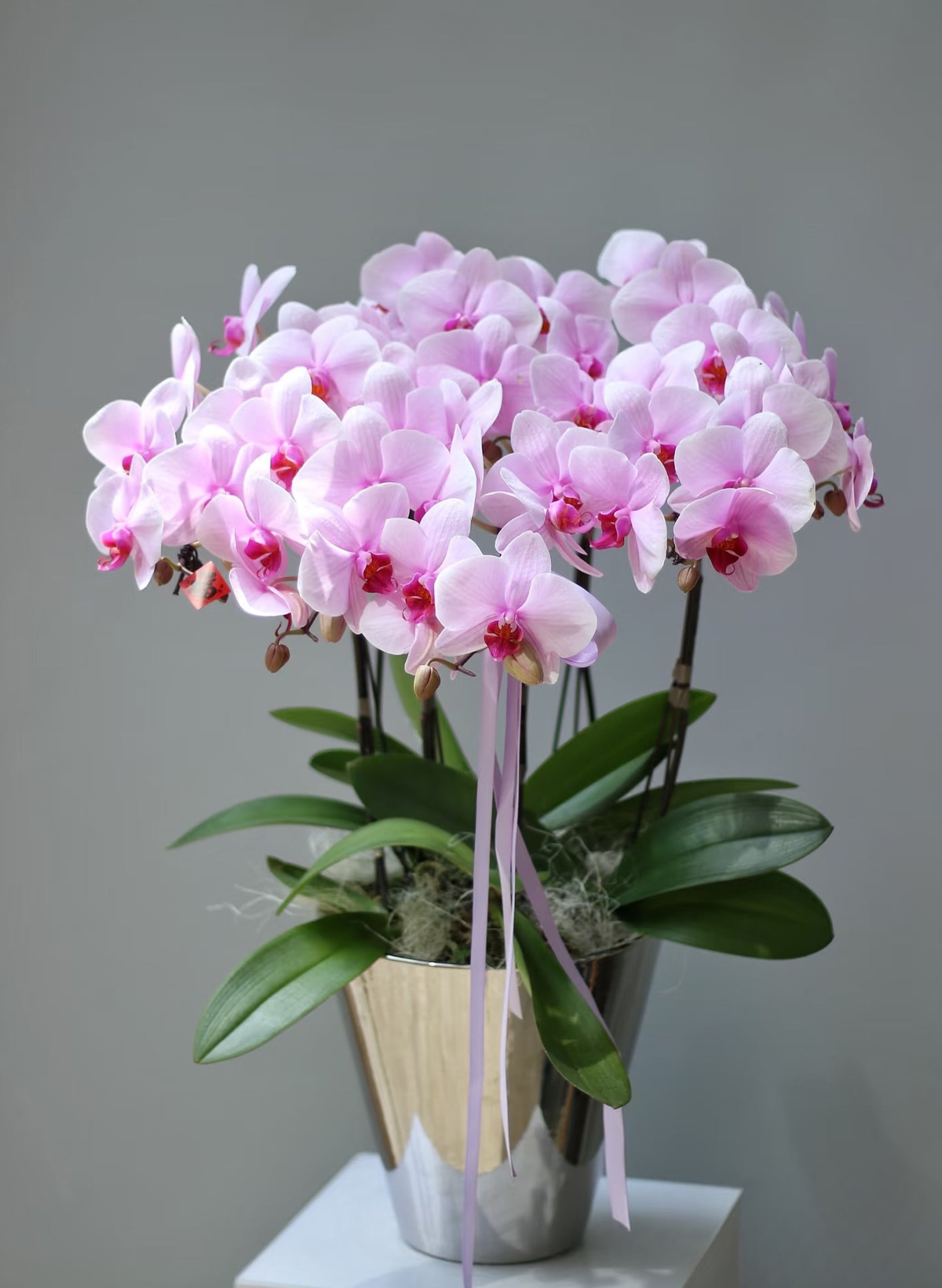 新年蝴蝶蘭 8支 粉紅盆栽 – 台灣產賀年送禮首選