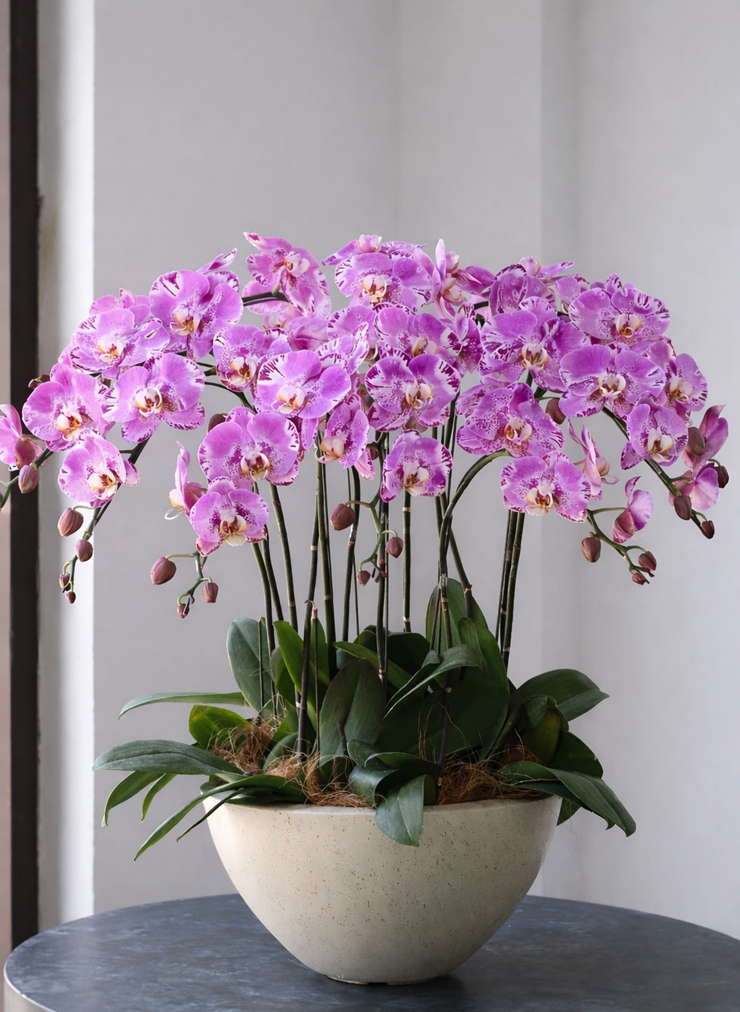 新年蝴蝶蘭 8支 粉紅盆栽 – 台灣產賀年送禮首選