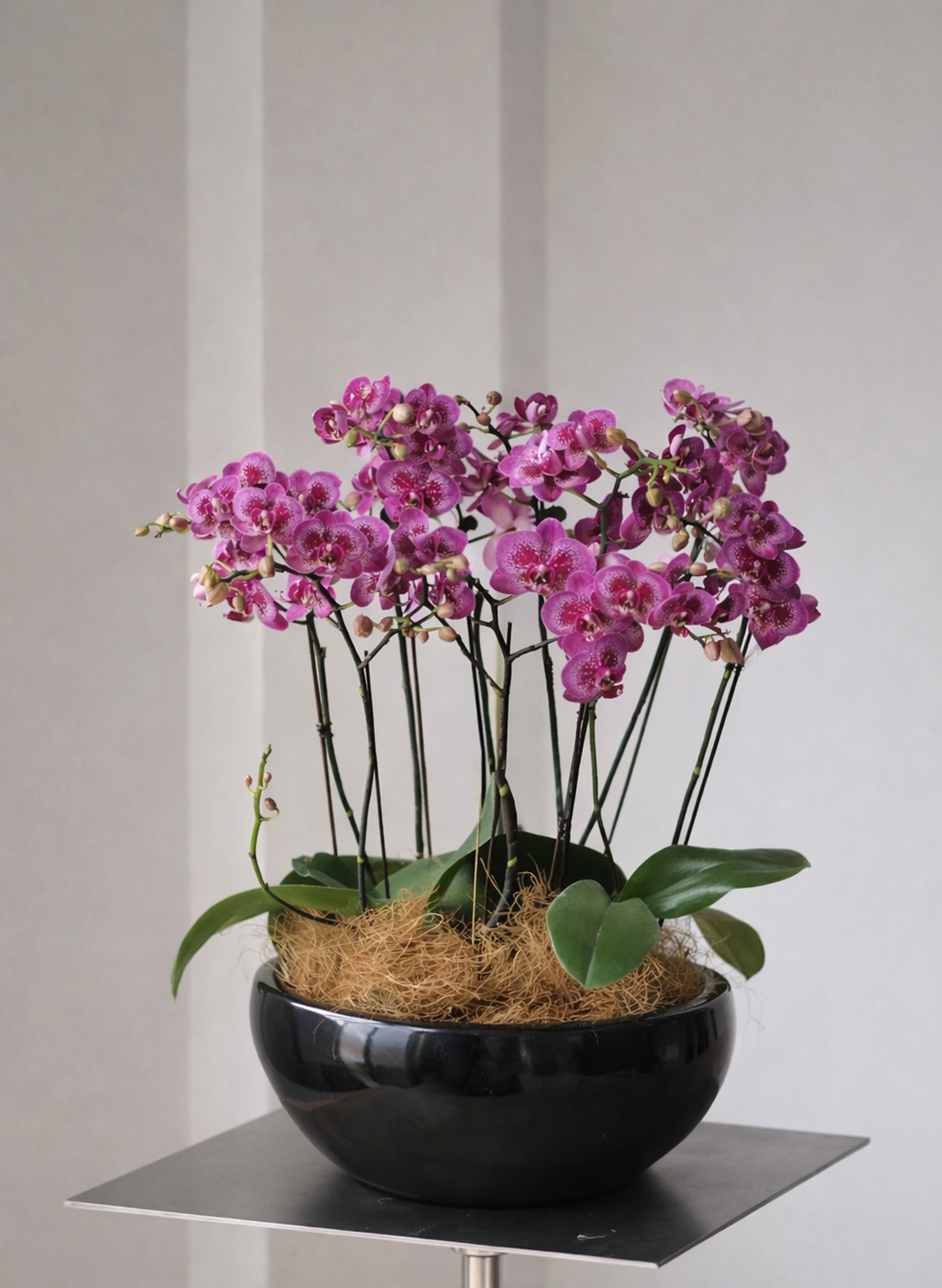 新年蝴蝶蘭 8支 紫紅 – 台灣迷你蝴蝶蘭，香港新年賀禮