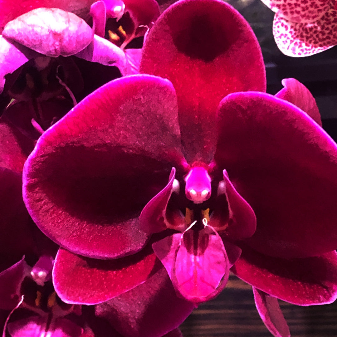 新年蝴蝶蘭 紅絲絨色 花瓣特寫 – 台灣蘭花