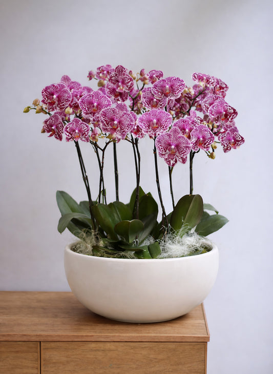 新年蝴蝶蘭 6支 紫紅斑點盆栽 – 台灣蘭花，賀年送禮首選