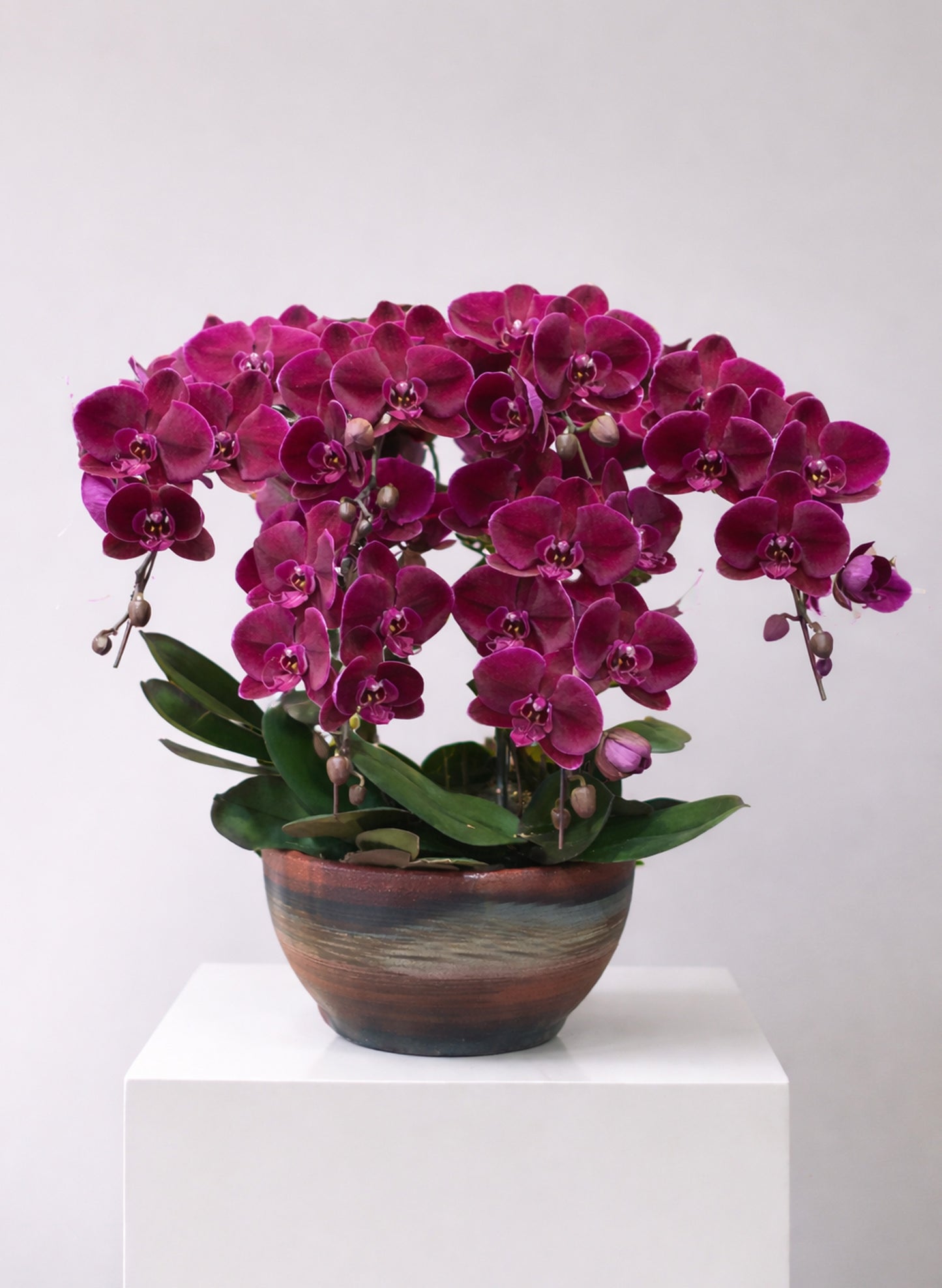 新年蝴蝶蘭 6支 紅絲絨色盆栽 – 台灣產，辦公室/家居擺設皆宜