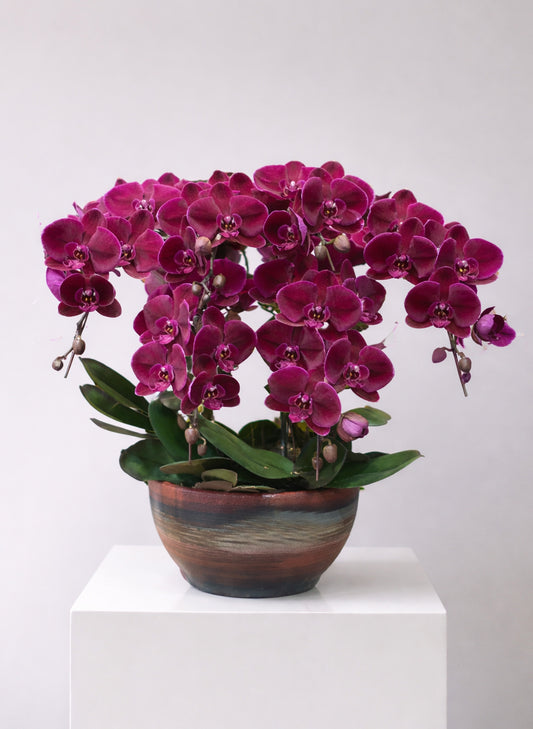 新年蝴蝶蘭 6支 紅絲絨色盆栽 – 台灣產，辦公室/家居擺設皆宜