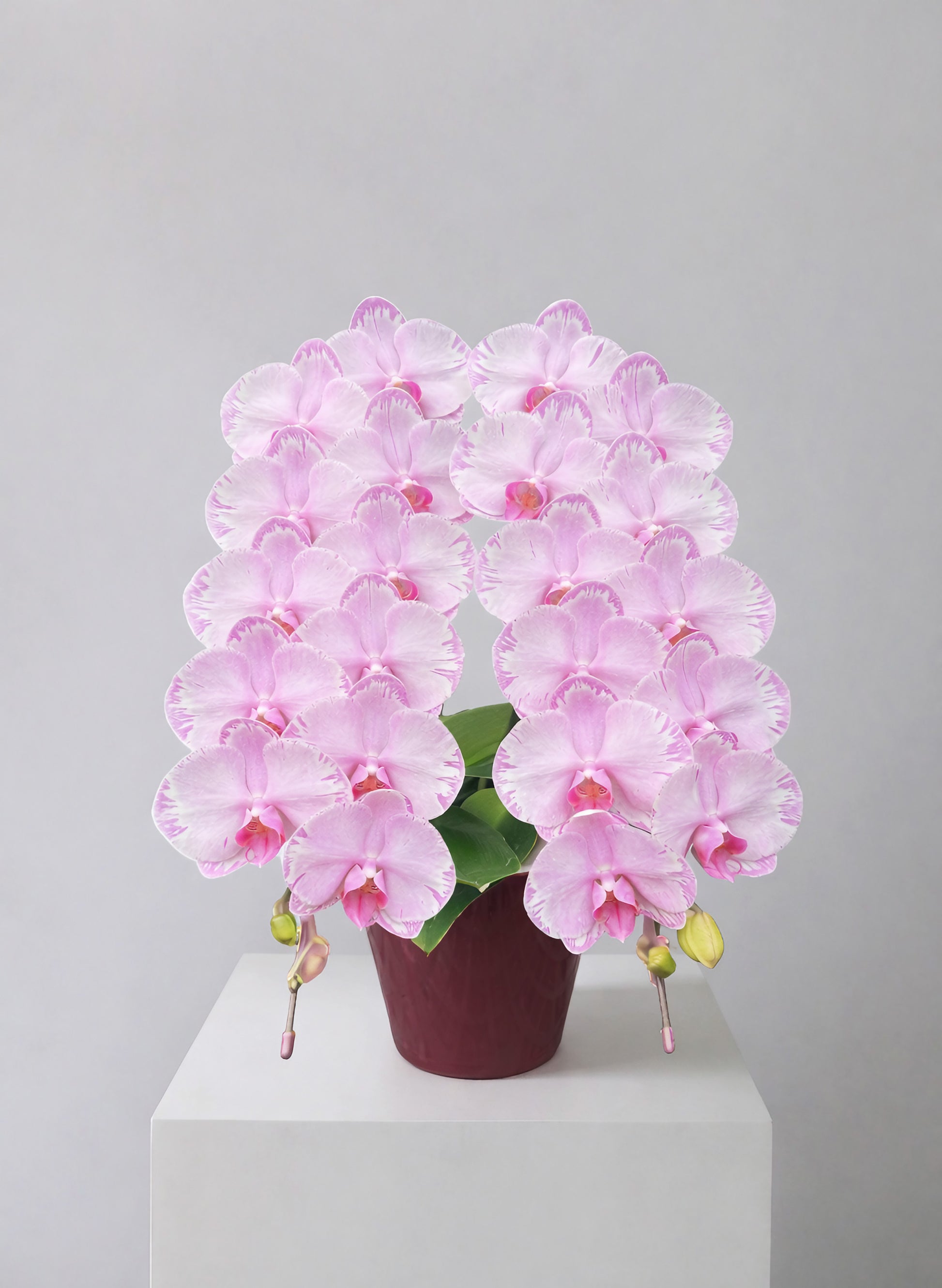 新年蝴蝶蘭 2支 櫻粉色 ‑ 日本中輪雙茎蘭盆栽，香港賀年送禮