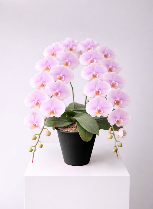 新年蝴蝶蘭 2支 淺粉色 ‑ 日本中輪雙茎蘭盆栽，香港賀年好選擇