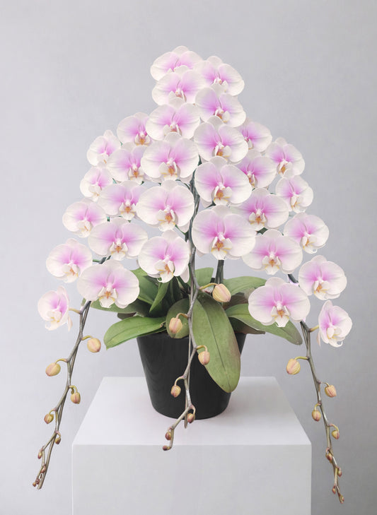 新年蝴蝶蘭 3支 雪粉色 ‑ 日本中輪三茎蘭盆栽，香港賀年送禮