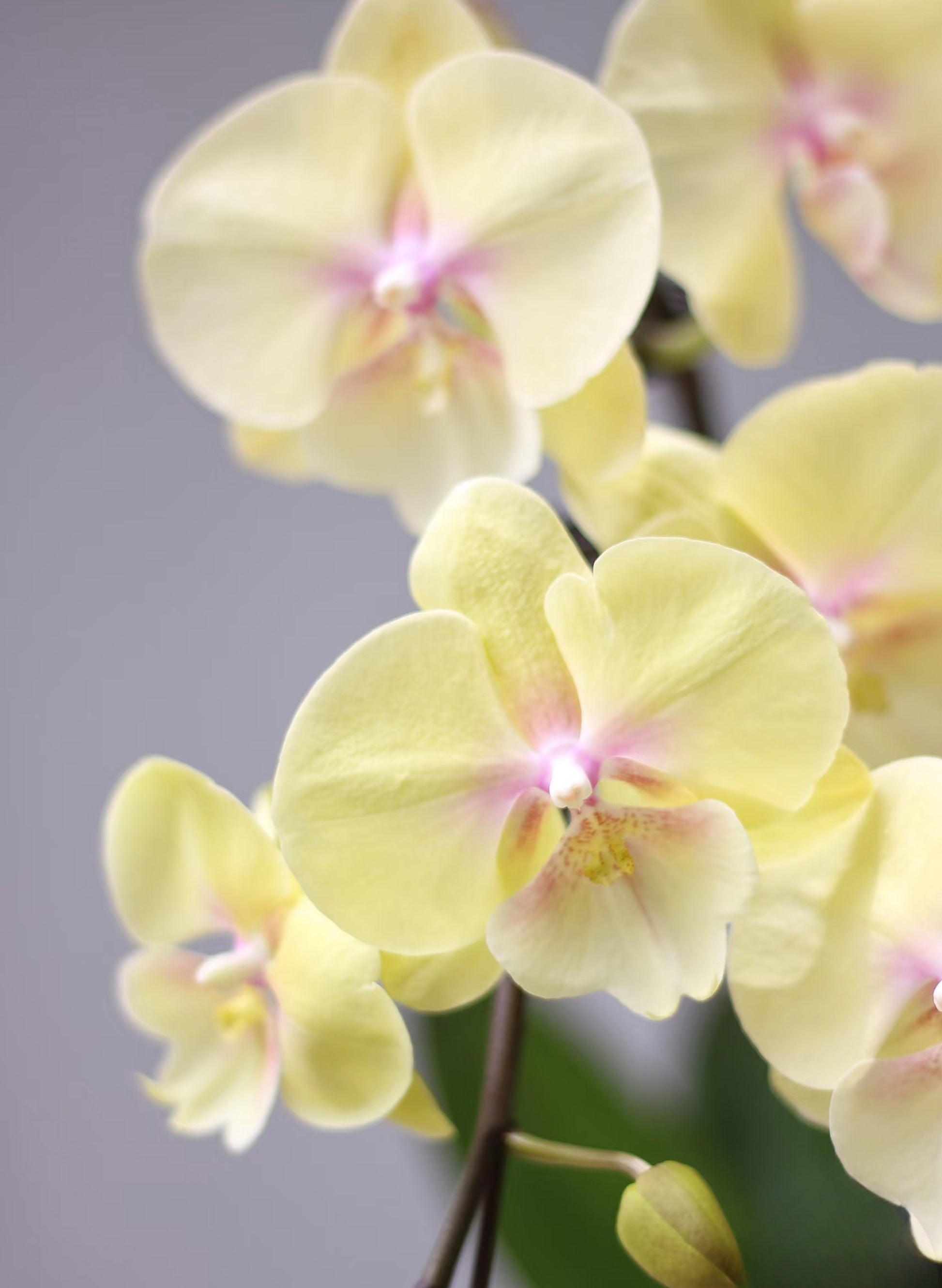 新年蝴蝶蘭 淺黃色 花瓣特寫 – 台灣產