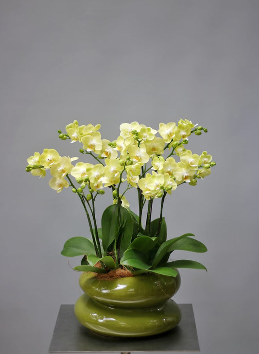 新年蝴蝶蘭 8支 淺黃色盆栽 – 台灣迷你蘭花，賀年送禮首選