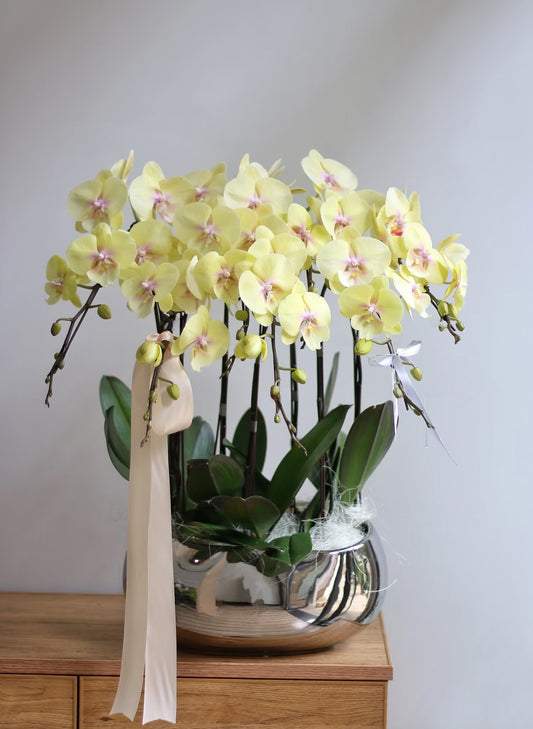 新年蝴蝶蘭 6支 黃色 – 台灣迷你蘭花，辦公室或家居賀年擺設