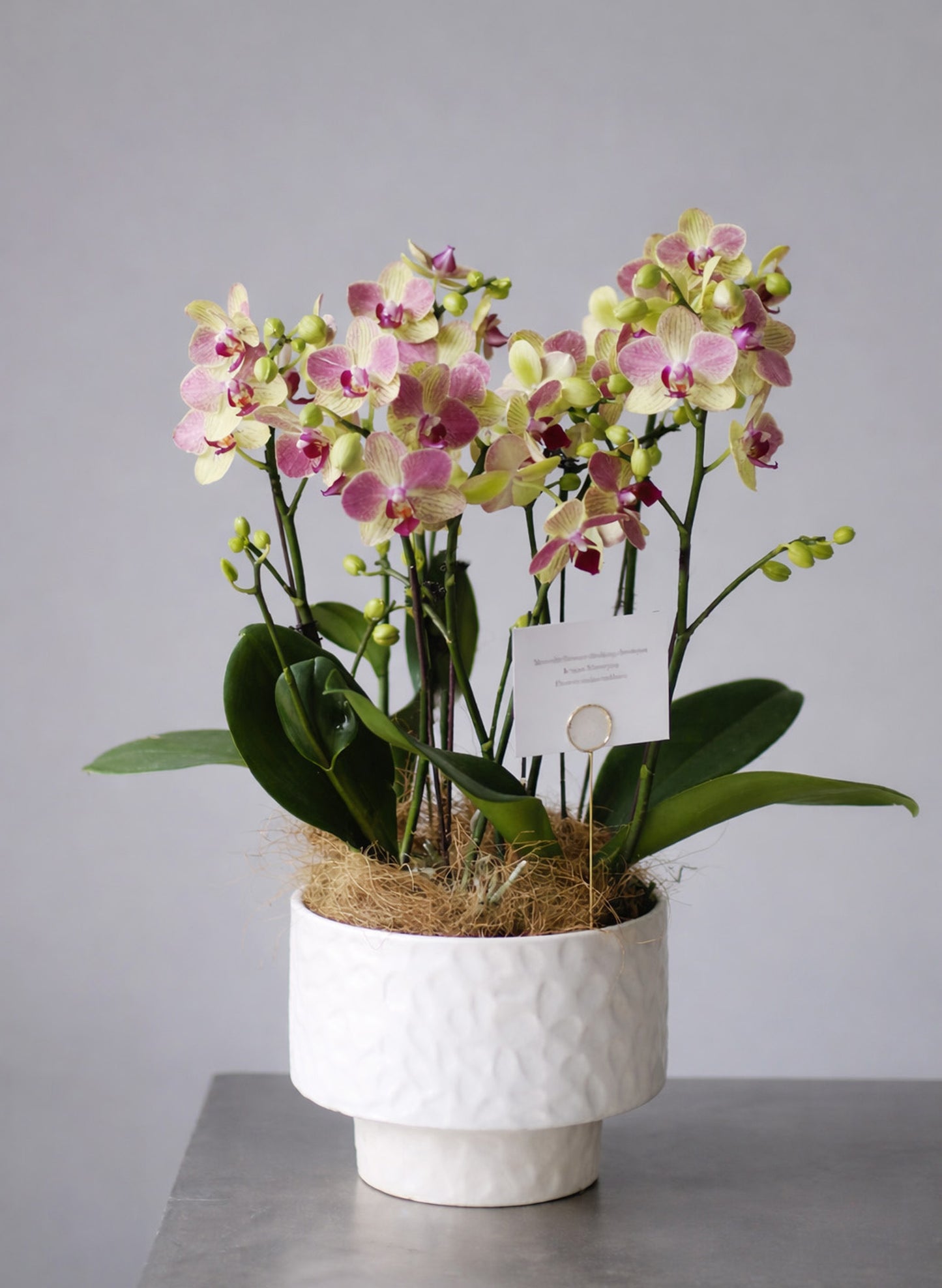 新年蝴蝶蘭 6支 彩黃色 – 台灣迷你蘭花，適合香港辦公室或家居擺設